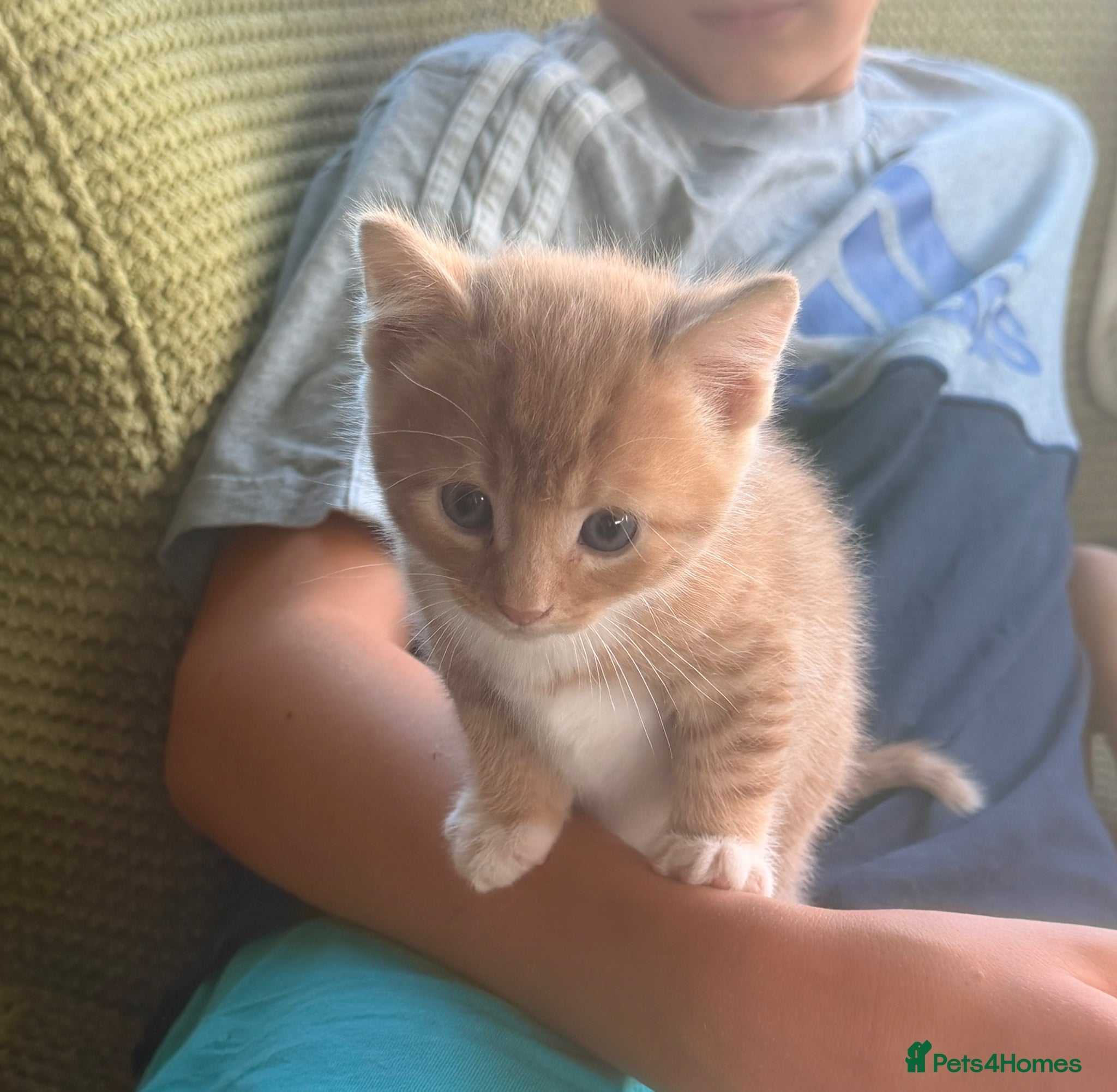 Mixed Breed cats Ginger kittens (part Bengal) - Advert 18