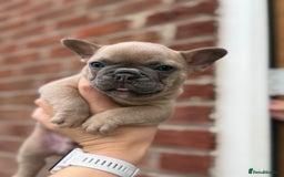 French Bulldog dogs for sale: French bulldog puppies  - Image 12