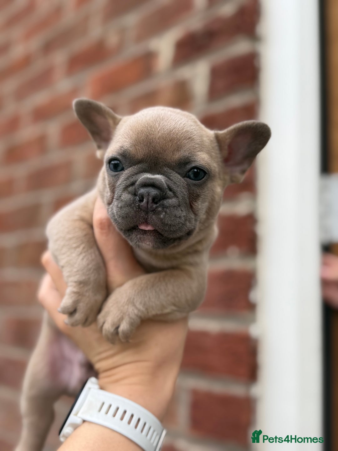 French Bulldog dogs for sale: French bulldog puppies  - Image 12