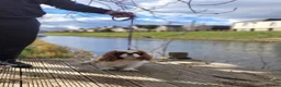 Cavalier King Charles Spaniel dogs for stud: Beautiful extensively health tested Cavalier Stud  in Wisbech - Advert 9