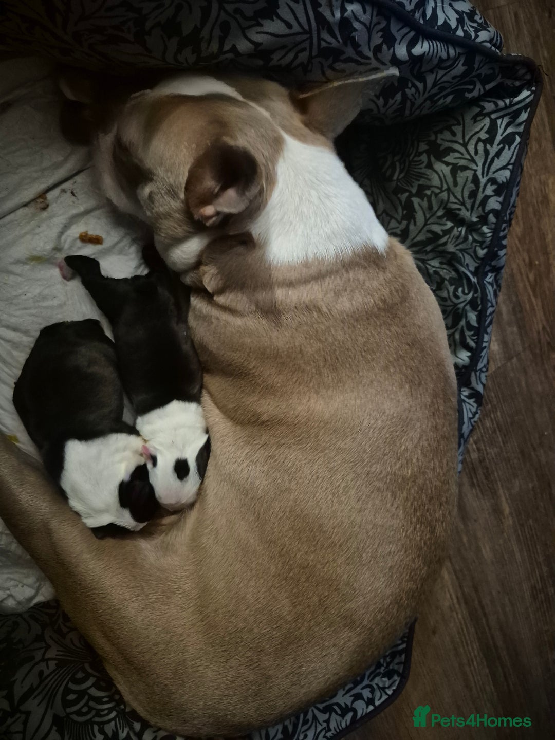 Boston Terrier dogs for sale: BOSTON TERRIER PUPPIES - Image 4