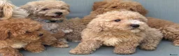 Mixed Breed dogs for sale: Rare Stunning Toy Cavapooshon Family Bred Puppies in Maidstone - Advert 28