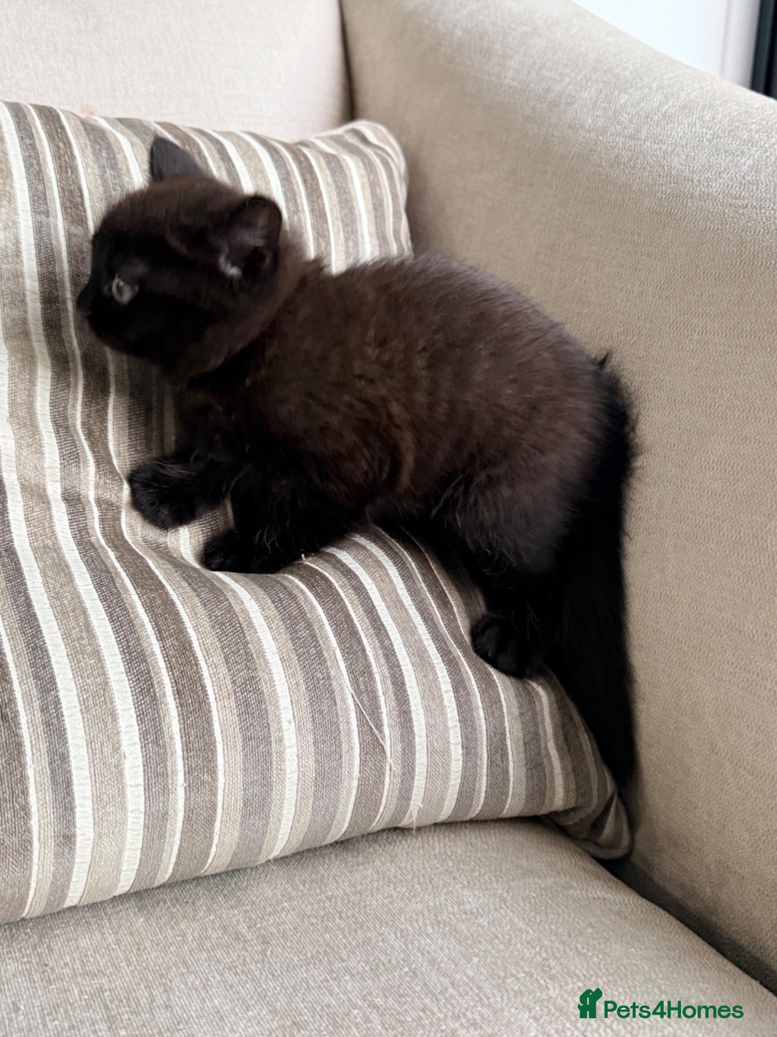 British Shorthair cats British shorthair kitten chocolate  - Advert 9