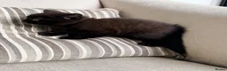 British Shorthair cats for sale: British shorthair kittens grey and chocolate  - Advert 9