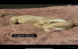 American Bully dogs for sale: AMERICAN POCKET BULLYS - Image 10