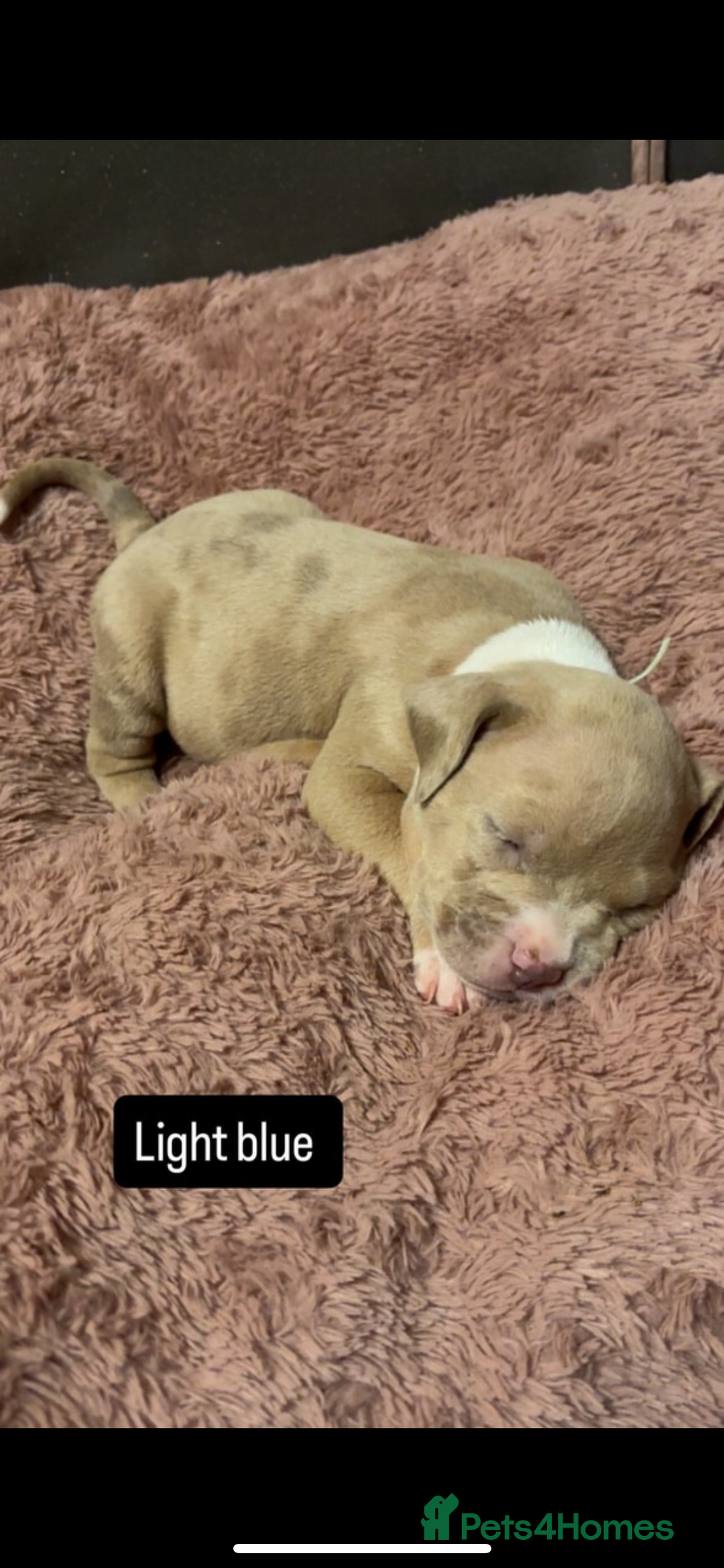 American Bully dogs for sale: AMERICAN POCKET BULLYS - Image 10