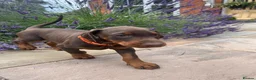 Dobermann dogs for sale: health tested Kc Reg dobermann puppies - Advert 6