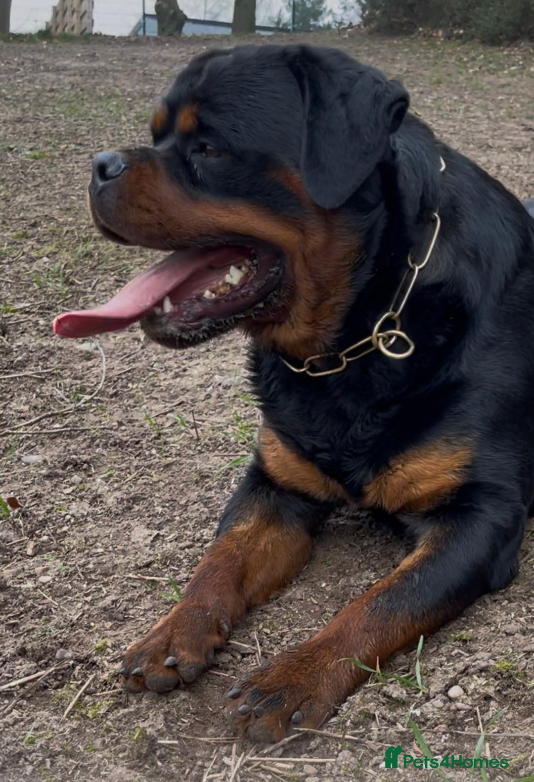 Rottweiler dogs for stud: BEAUTIFUL OLD TYPE BIG BONED ROTTIE! For stud in Mansfield - Advert 20