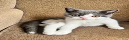 British Shorthair cats for sale: TICA Registered BritishShorthairKittens  Ready now - Advert 8