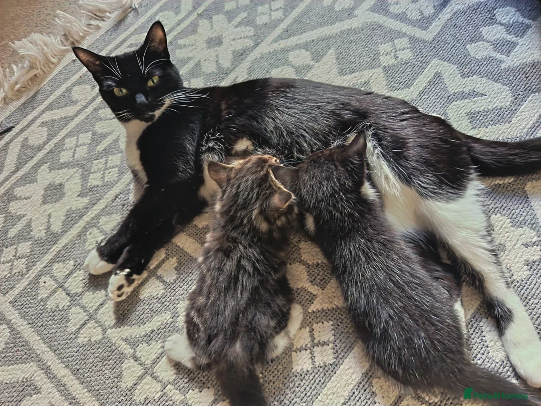 Mixed Breed cats for sale: 1 beautiful male kitten  - Advert 5