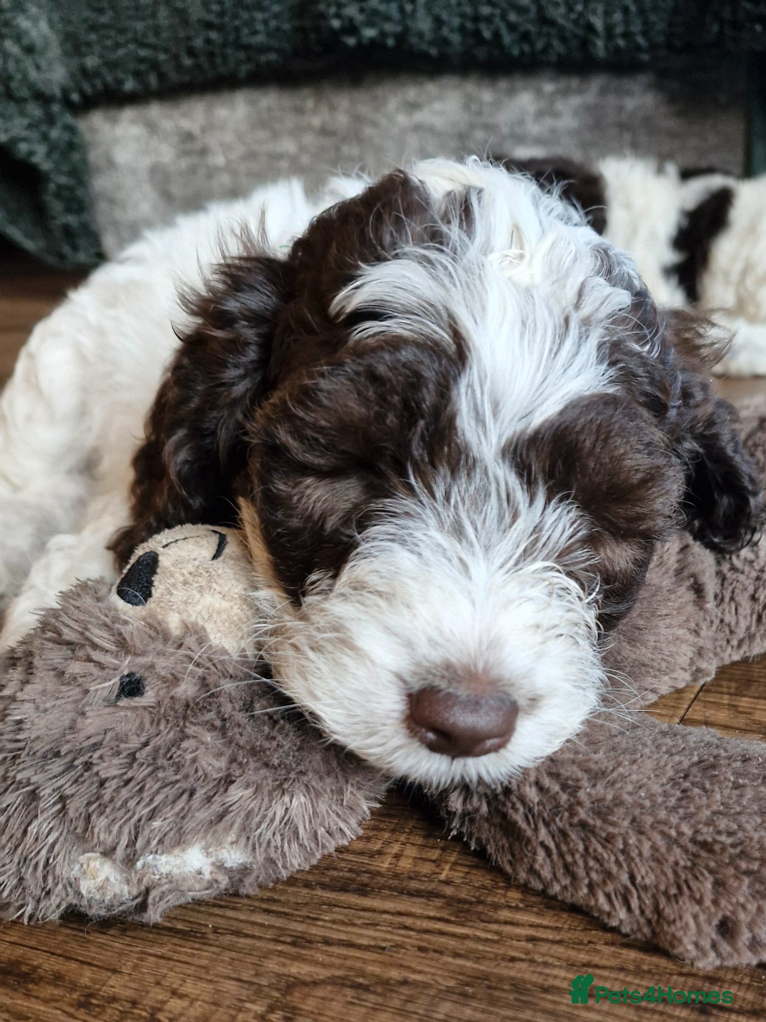 Sproodle dogs 🐾 last 2 adorable Sproodle Puppies 🐾 - Advert 1