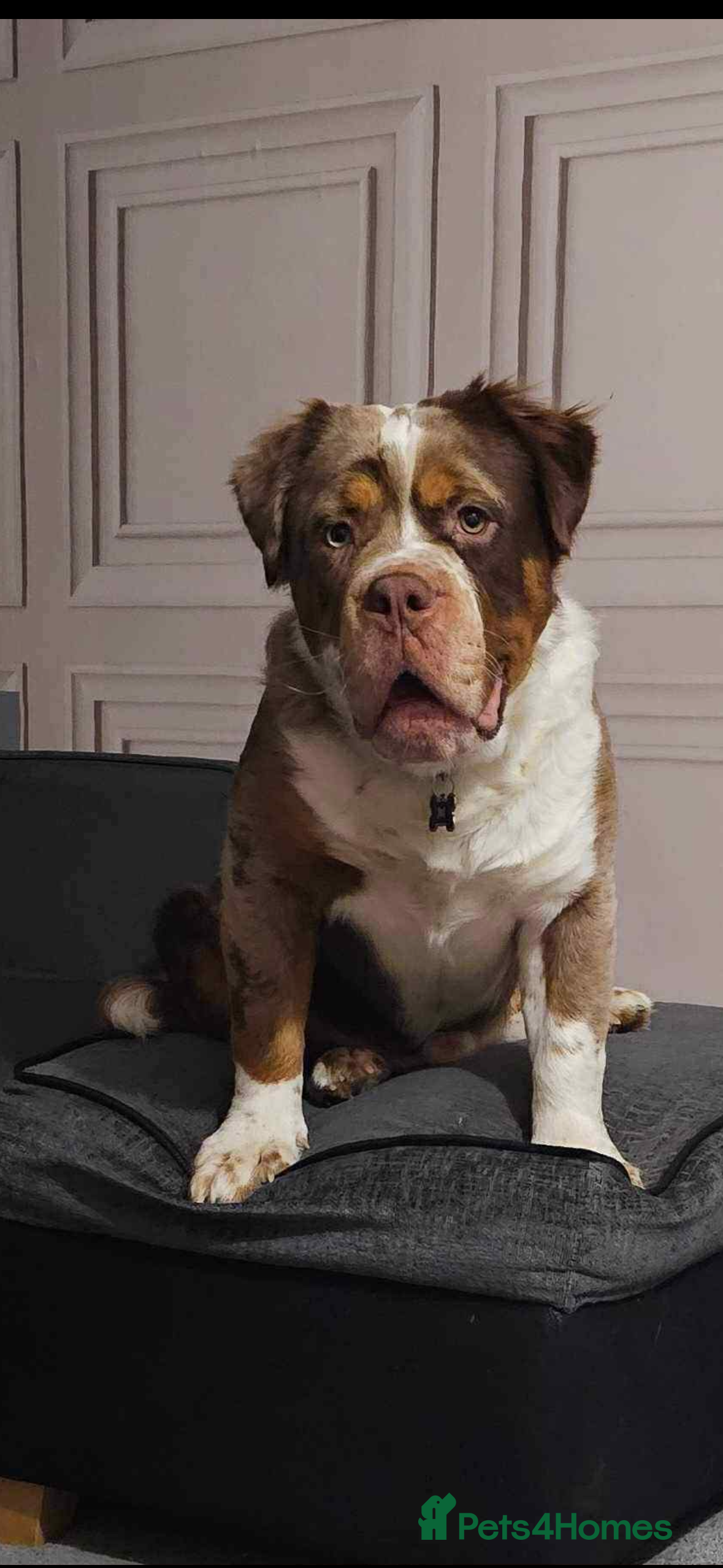 Old Tyme Bulldog dogs Stunning Visual Fluffy Chocolate Merle - Advert 18