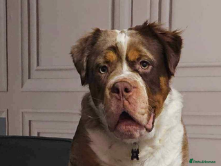 Old Tyme Bulldog dogs Stunning Visual Fluffy Chocolate Merle - Advert 1