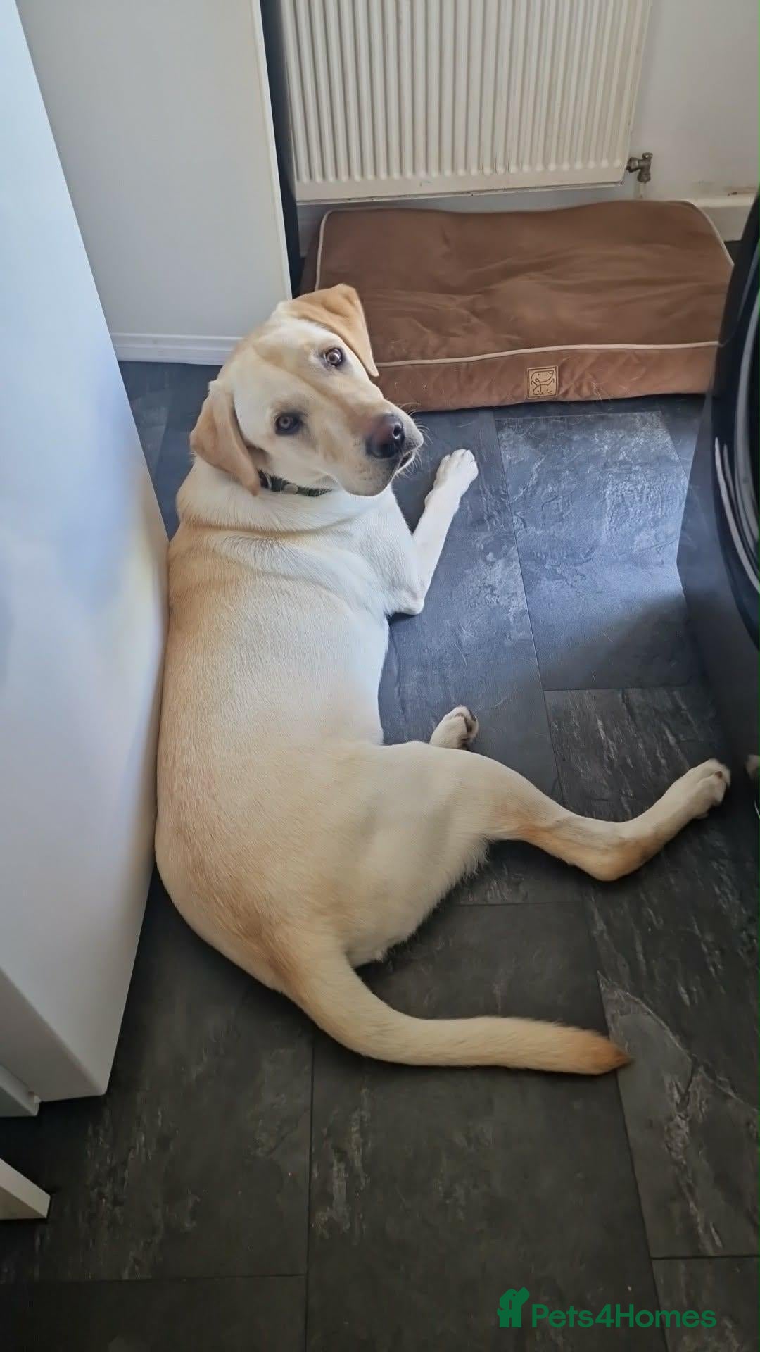 Labrador Retriever dogs Kc reg 7month old Labrador retriever  - Advert 2