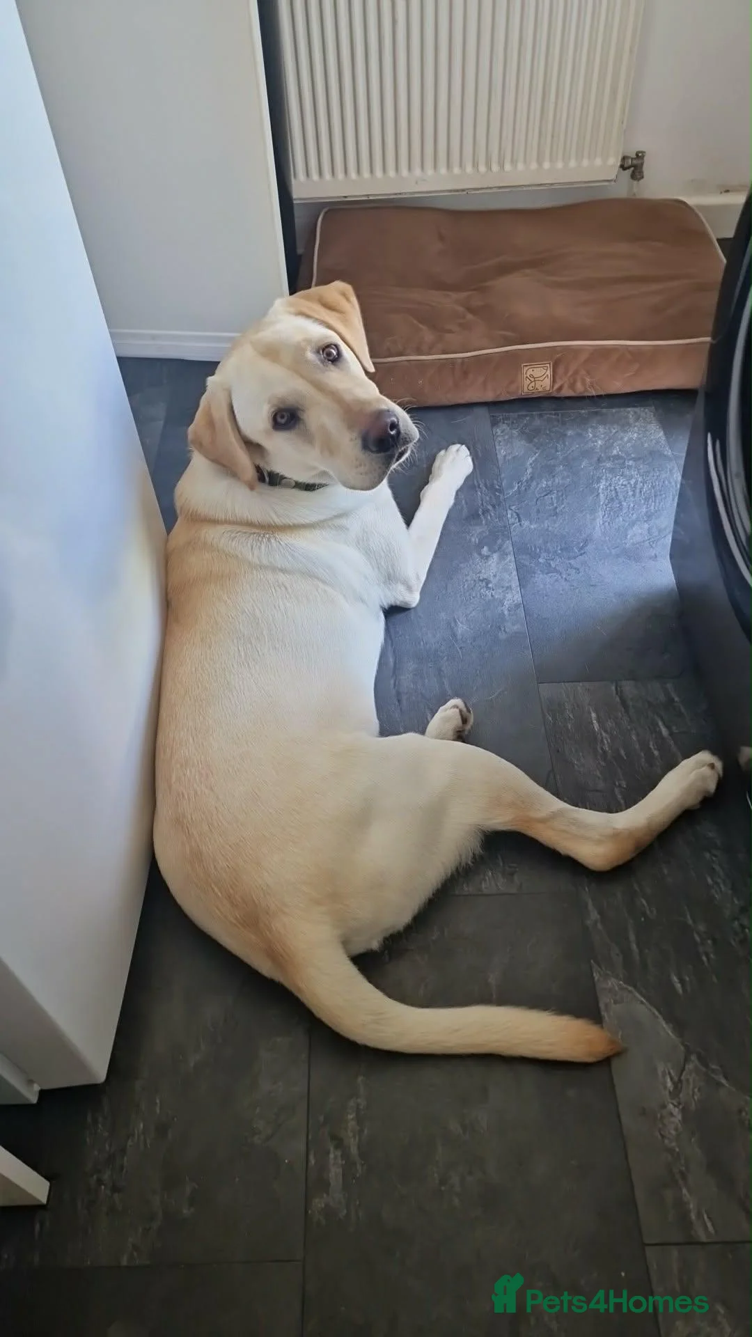 Labrador Retriever dogs for sale: Kc reg 7months old Labrador retriever  - Advert 1