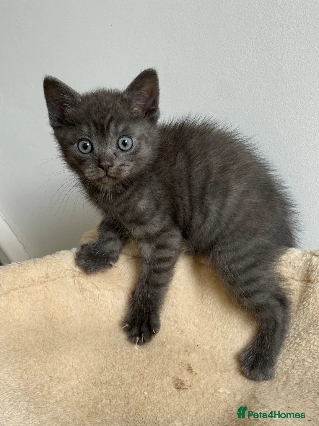 British Shorthair cats for sale: Two female 3/4 British shorthair  - Advert 5
