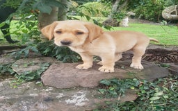 Labrador Retriever dogs for sale: KC Registered Labrador puppies  - Image 6