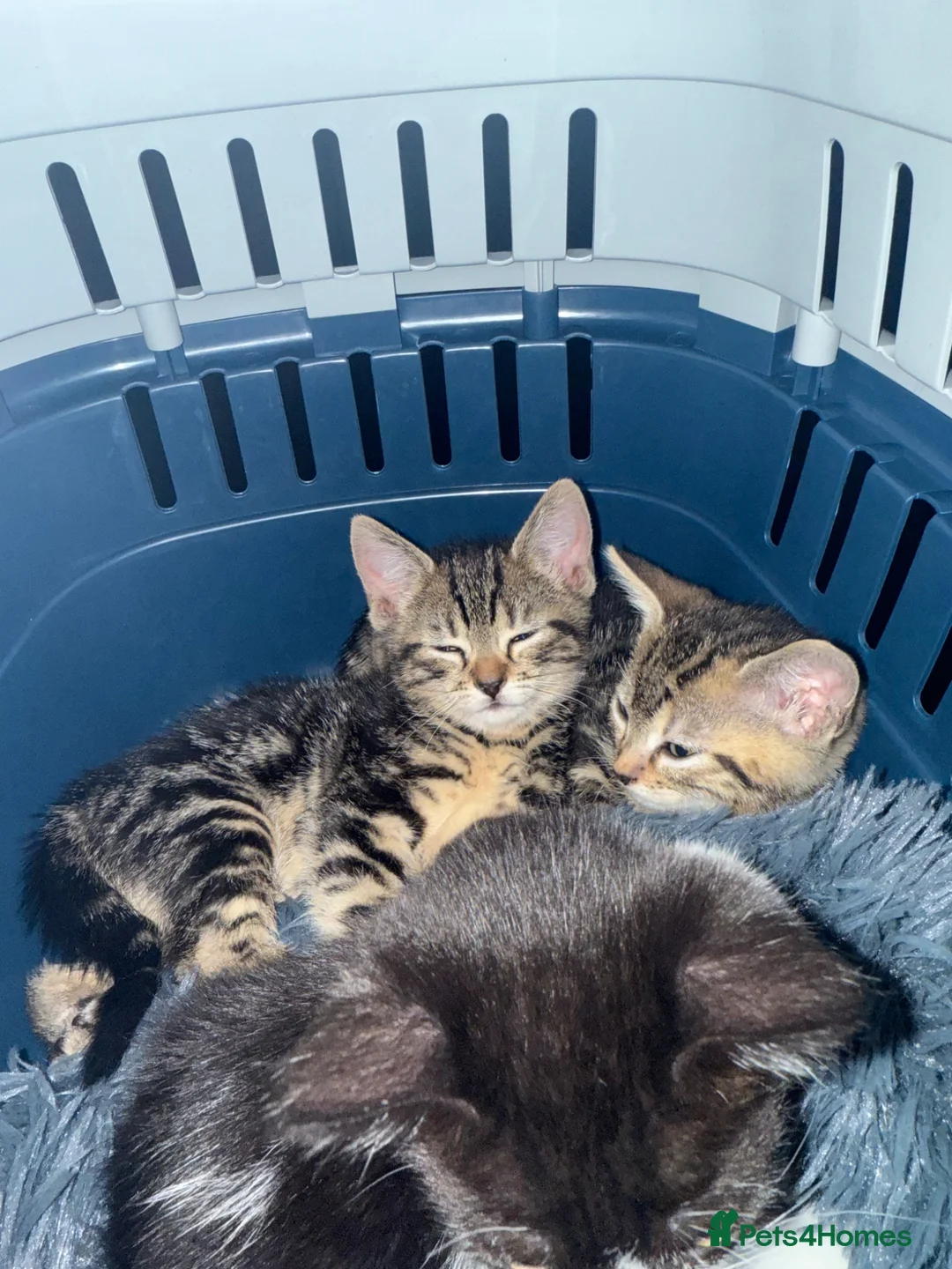 British Shorthair cats for sale: 8 week old kittens  in London - Advert 2