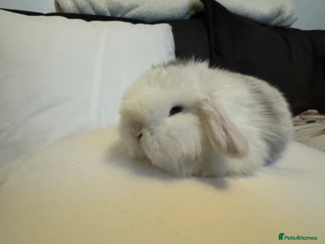 Mini Lop rabbits for sale: Pedigree Mini Lops ready !! 1 lilac tort doe left - Advert 5