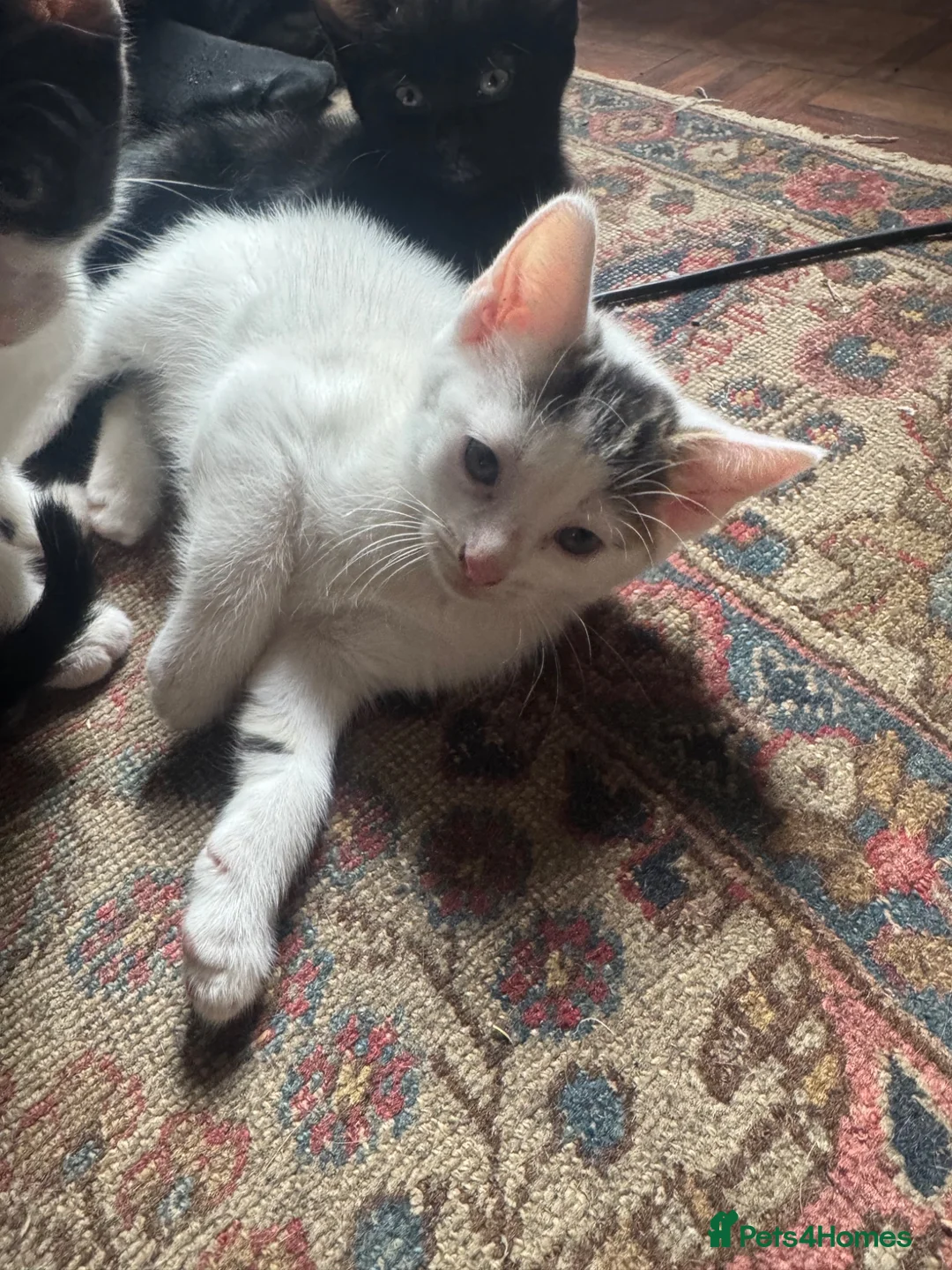 Mixed Breed cats for sale: Mixed kitten litter  - Advert 7