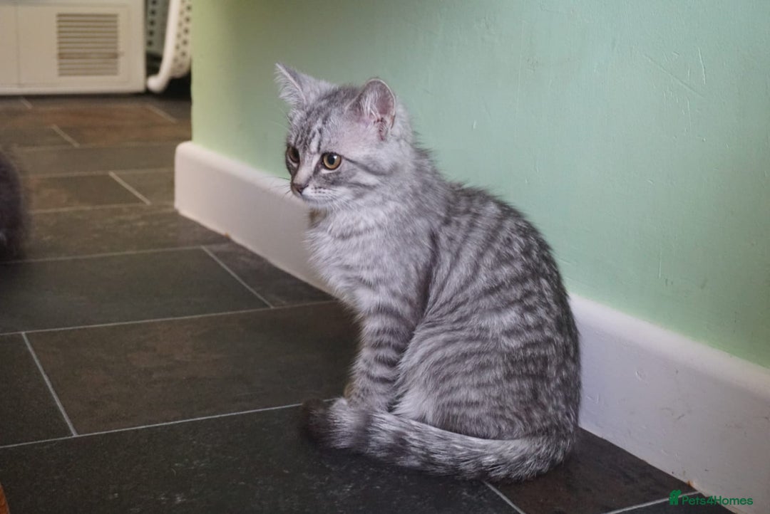 Persian cats for sale: ADORABLE RUSSIAN BLUE X PERSIAN KITTENS - Image 17