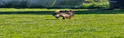 Mixed Breed dogs for stud: Ghost 3yr old gsd/Mali  in Liverpool - Advert 13