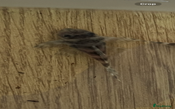 Plecos fish for sale: L333 Gurupa Rare! 9 adults.  - Image 9