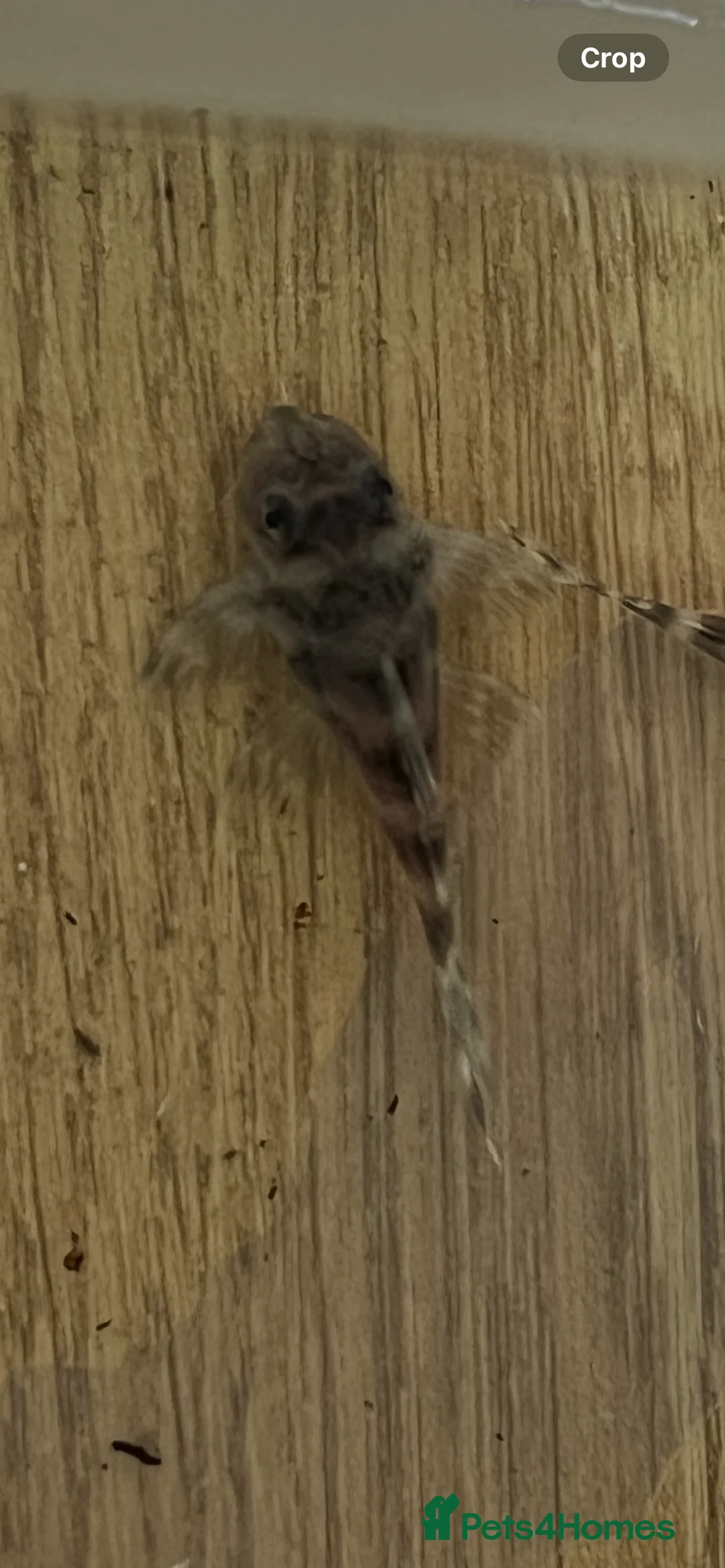 Plecos fish for sale: L333 Gurupa Rare! 9 adults. Pairs also available.  - Advert 8