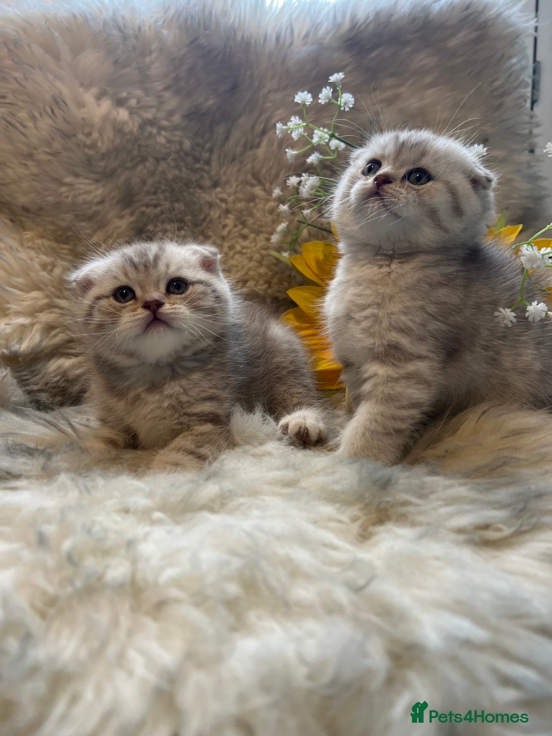 British Shorthair cats for sale: Chocolate spotty Scottish fold kittens - Image 1