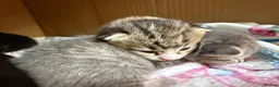 Mixed Breed cats for sale: Manecoon x - Advert 6