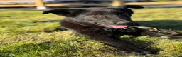 German Shepherd dogs for sale: Elite DDR / Czech Working Line GSD Pups in Ashton-under-Lyne - Advert 19