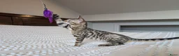 Bengal cats for sale: 🤎🖤 Gorgeous Bengal Girl 🖤🤎 - Advert 4