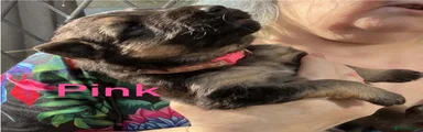 Pink female black