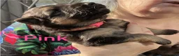 German Shepherd dogs for sale: Pure German Shepherd puppies in Spalding - Advert 11