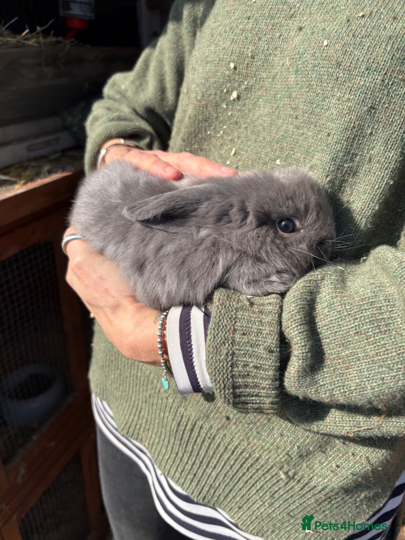 Mini Lop rabbits Mini Lops - Advert 15