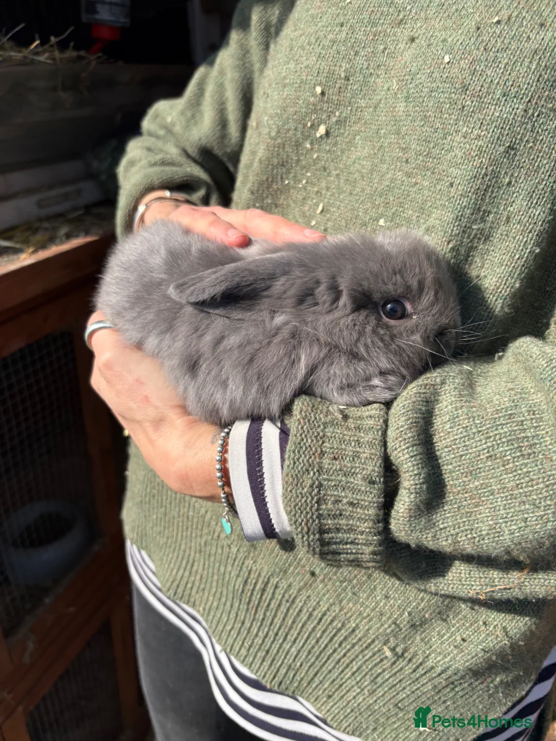 Mini Lop rabbits for sale: Mini Lops - Advert 1
