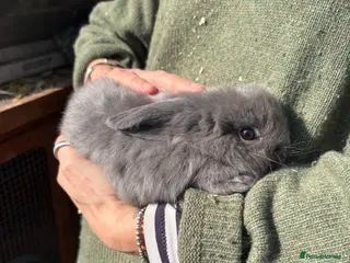 Mini Lop rabbits Mini Lops - Advert 15