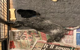 Cocker Spaniel dogs for sale: One beautiful blue roan boy unexpectedly available - Image 3