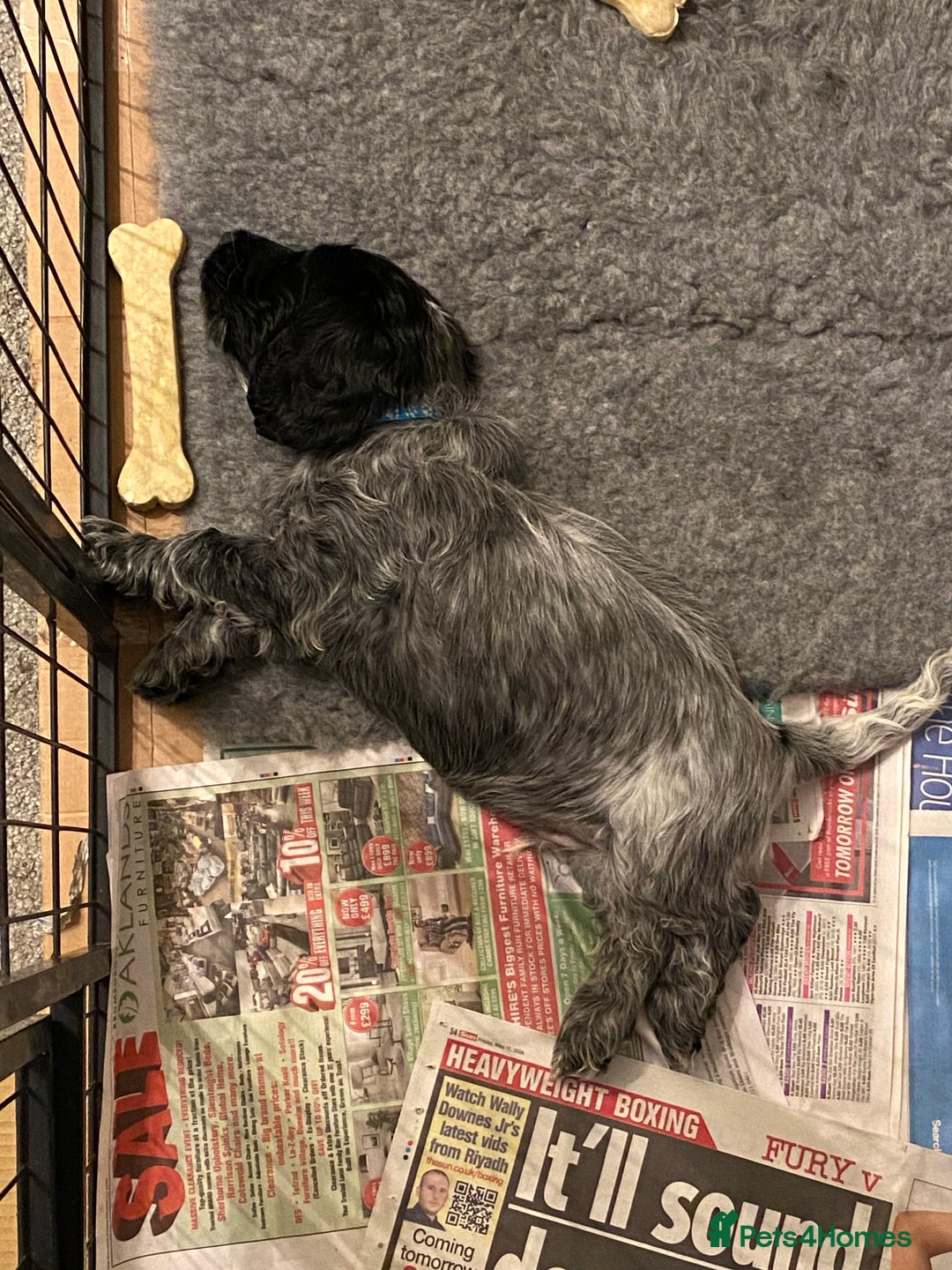 Cocker Spaniel dogs for sale: One beautiful blue roan boy unexpectedly available - Image 3