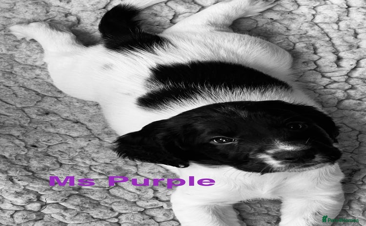 Sprocker dogs - Advert 1