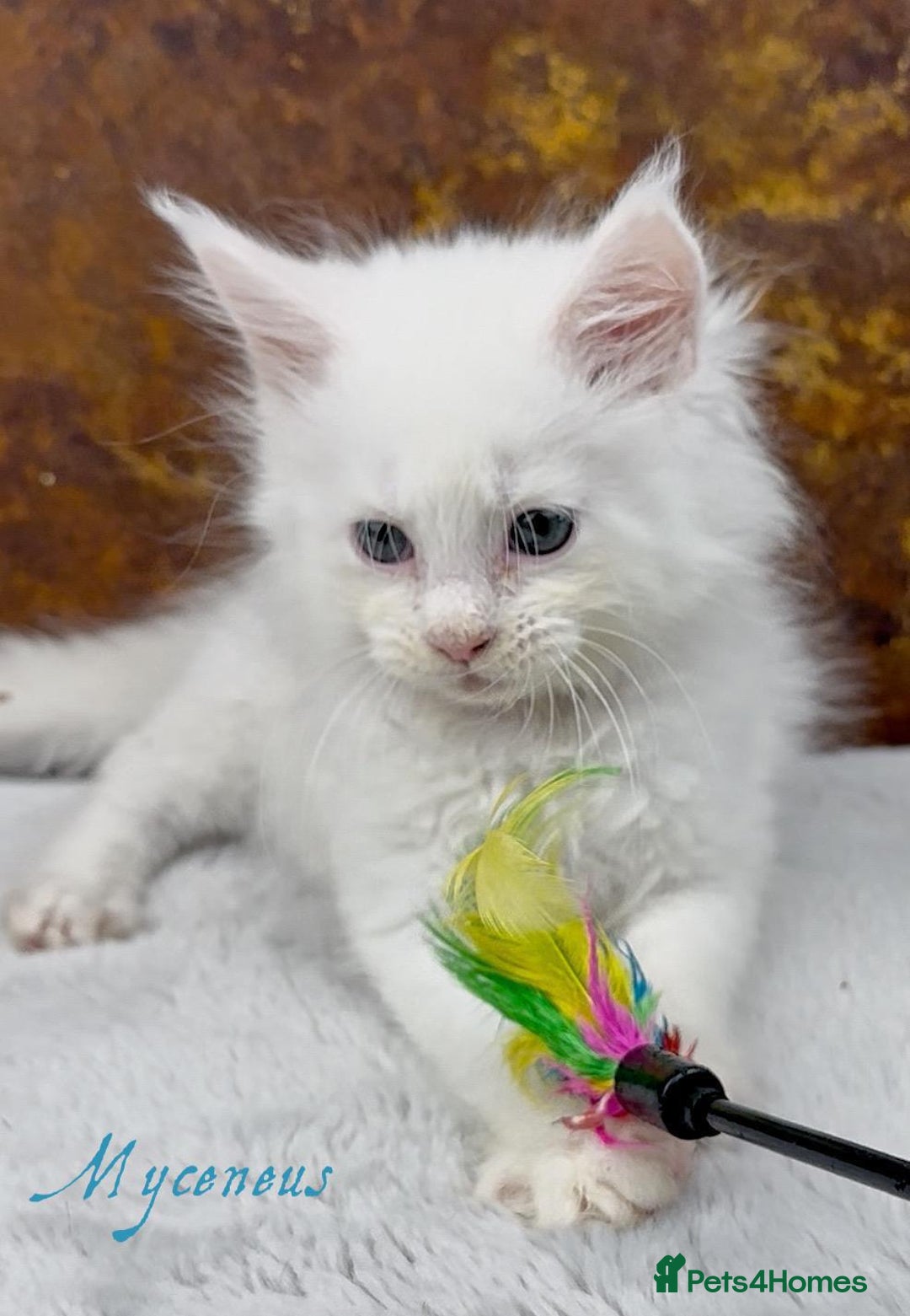 Maine Coon cats for sale: Championship line GCCF Maine Coon kittens  - Image 7