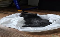 Domestic Shorthair cats for sale: Kittens for sale  - Image 2