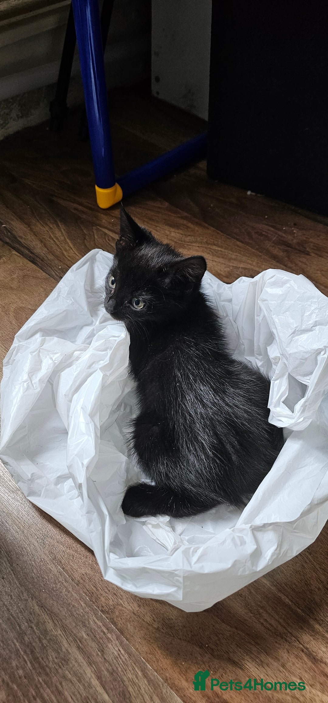 Domestic Shorthair cats for sale: Kittens for sale  - Image 2