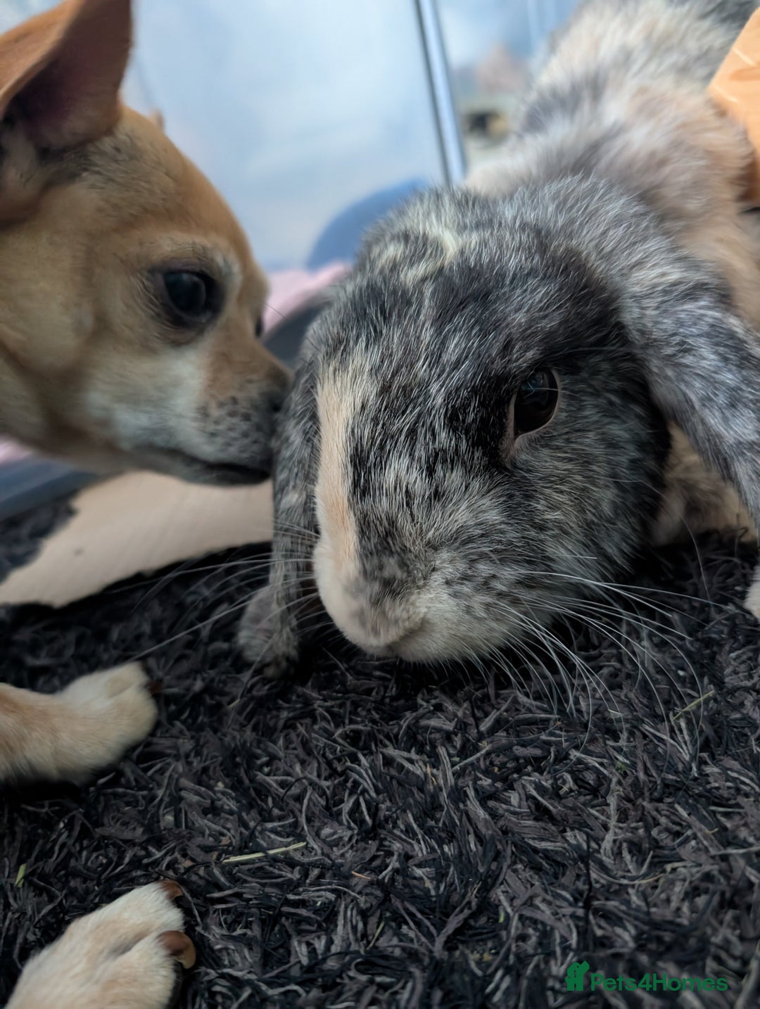 English Lop rabbits for sale: Harlequin female - Advert 4