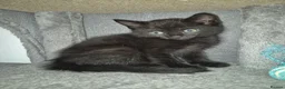 Mixed Breed cats for sale: Maine Coon mix with domestic shorthair  - Advert 2