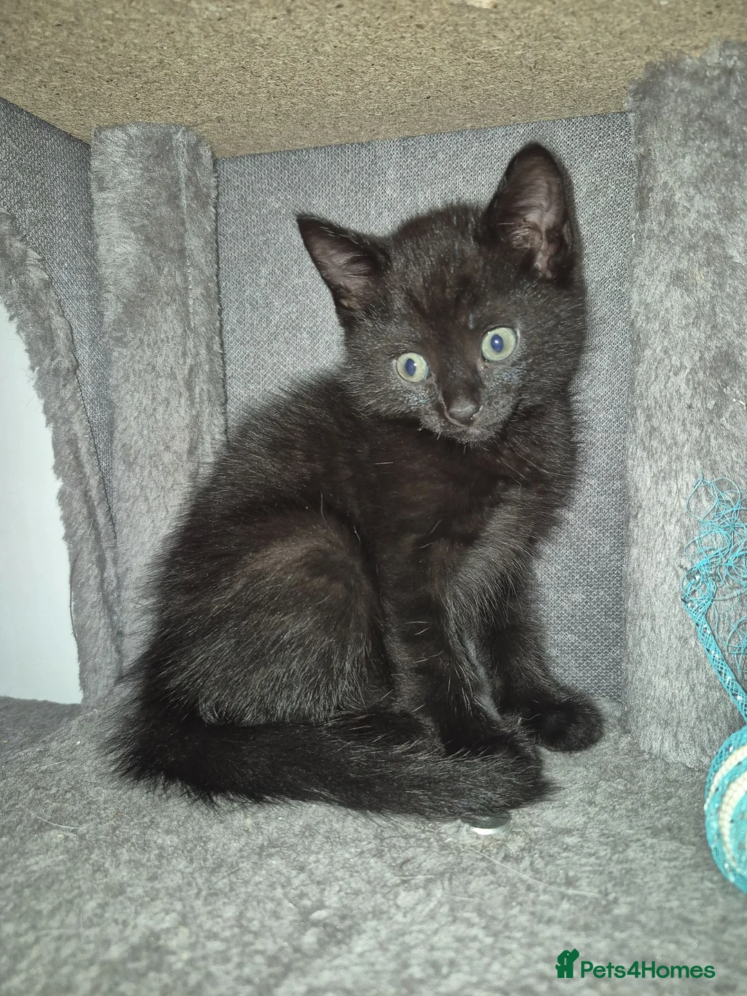 Mixed Breed cats for sale: Maine Coon mix with domestic shorthair  - Advert 2