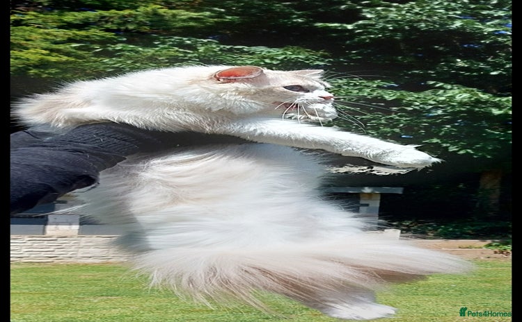 Ragdoll cats - Advert 8