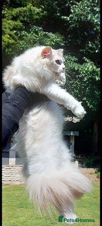 Ragdoll cats - Advert 1