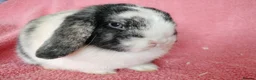 Mini Lop rabbits for sale: Mini lops for sale  - Advert 1