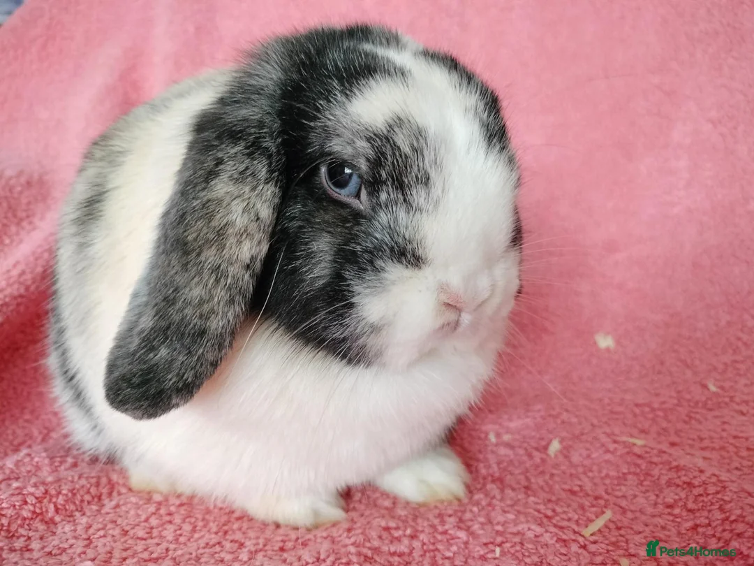 Mini Lop rabbits for sale: Mini lops for sale  - Advert 1